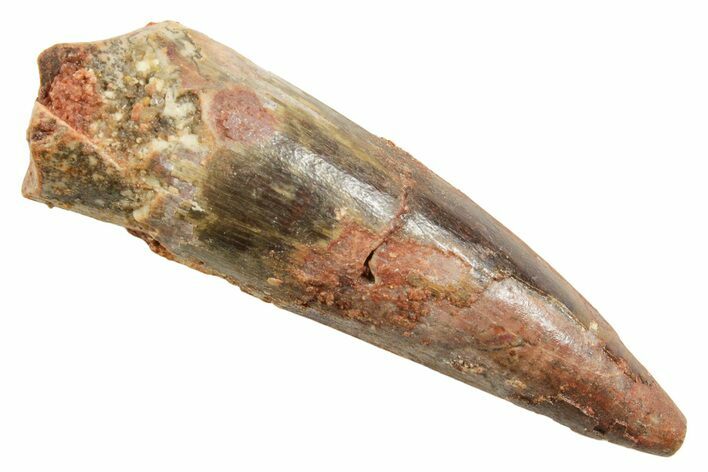 Fossil Spinosaurus Tooth - Real Dinosaur Tooth #362930